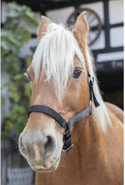 Produktbild von Halfter für Zugpferd Norton