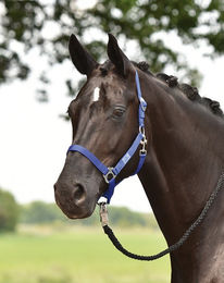 Produktbild von Halfter HANSA Pony rot