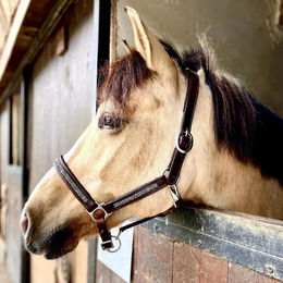 Produktbild von Halfter Hekktor Horus