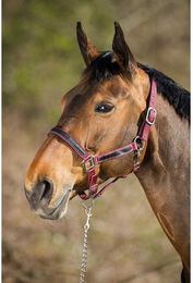 Produktbild von Halfter HFI First