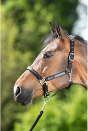 Produktbild von Halfter HFI First