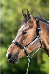 Produktbild von Halfter HFI Flat