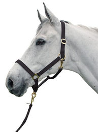 Produktbild von Halfter HÖL Regular Messing