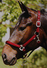 Produktbild von Halfter HorseGuard Lea