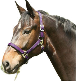 Produktbild von Halfter HorseGuard Lea