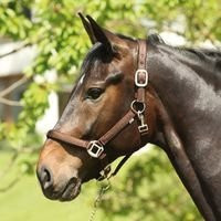 Produktbild von Halfter HorseGuard Lea