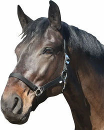 Halfter HorseGuard Standard Pony schwarz – Bild 1 von 2