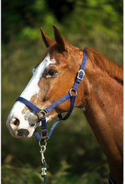 Halfter mit Schnallenverschlüssen für Pferde Norton – Bild 1 von 2