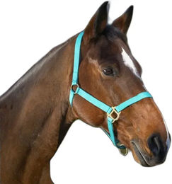 Halfter mit Schnallenverschlüssen für Pferde Norton – Bild 1 von 7