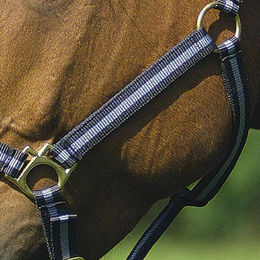 Halfter Norton – Bild 1 von 7