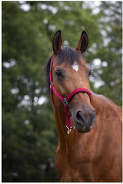 Halfter Norton – Bild 1 von 2