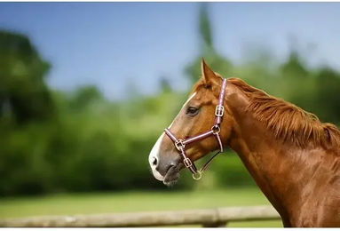 Halfter Norton – Bild 1 von 7