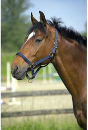 Halfter Norton – Bild 1 von 2