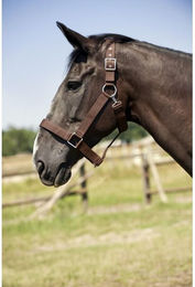 Produktbild von Halfter Norton