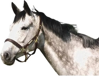 Produktbild von Halfter Norton Club