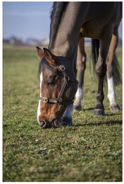 Produktbild von Halfter Norton Club Cuir