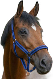 Halfter Norton – Bild 1 von 2