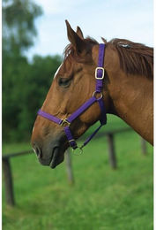 Produktbild von Halfter Norton