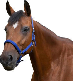 Halfter Norton – Bild 1 von 2