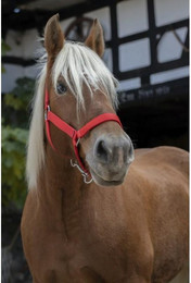 Produktbild von Halfter Norton Pro