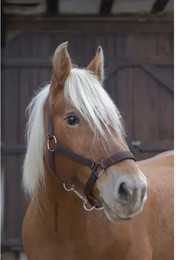 Produktbild von Halfter Norton Pro Kaltblut braun