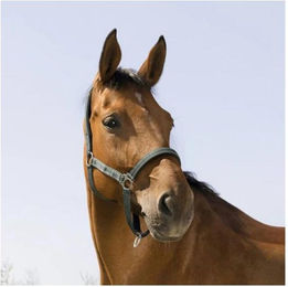 Produktbild von Halfter Norton Reflective