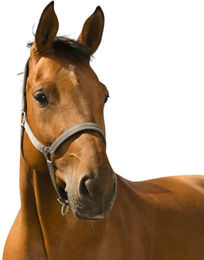 Produktbild von Halfter Norton Reflective