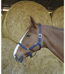 Produktbild von Halfter Riding World