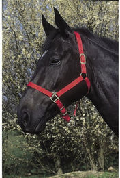 Produktbild von Halfter Riding World