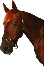 Produktbild von Halfter Weatherbeeta Saxon Economy