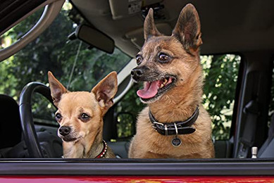 Produktbild von Halsband-Anhänger Spotted Dog schwarz, Gr. S