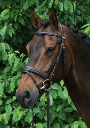 Hans Melzer Horse Equipment Trense Bad Harzburg braun/messing Pony – Bild 1 von 2