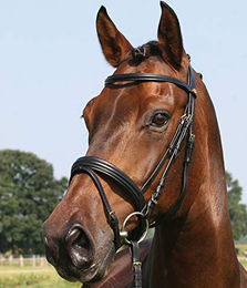 Hans Melzer Horse Equipment Trense Bad Harzburg schwarz/messing Vollblut – Bild 1 von 2