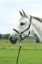 Hans Melzer Lederhalfter Schwaiganger – Bild 1 von 2