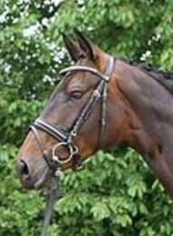 Hans Melzer Trense Hagen mit Lack schwarz Pony – Bild 1 von 2