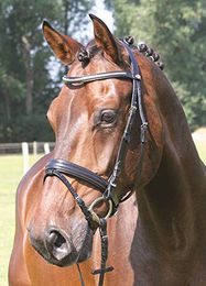 Hans Melzer Trense Kreuth schwarz/silber Warmblut – Bild 1 von 6