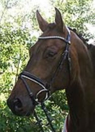 Hans Melzer Trense Wiesbaden schwarz/weiß unterlegt Warmblut – Bild 1 von 2