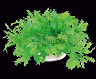 Produktbild von Happet Aquariendeko Kunststoff Wasserpflanze 10 cm - 1 Stk.