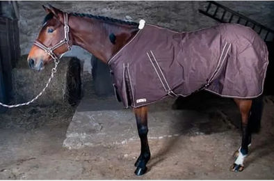 Produktbild von Hemd für Pferd Baumwolle T de T