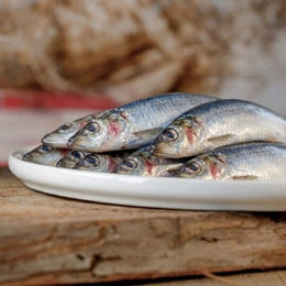 Heringe – Bild 1 von 2