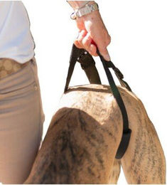 HerzensTier Geh- und Tragehilfe S – Bild 1 von 4