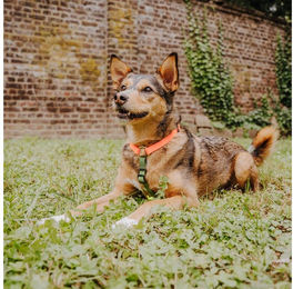 Produktbild von Hey Lana Hunde-Geschirr Biothane 5-fach verstellbar mit Haltegriff