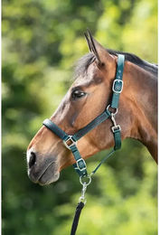 HFI Halfter First für Pferde – Bild 1 von 5