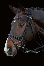 Produktbild von Hilfszügel SP Cleveland Pro