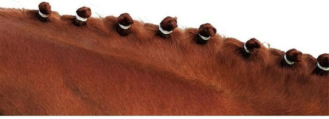 Produktbild von hippotonic Mähnengummis