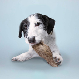 Produktbild von Hirschohren mit Fell - 3 x 300 g