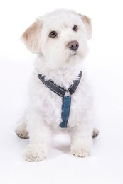 Produktbild von HKM ANAM Cara Hundegeschirr Dunkelblau/Petrol