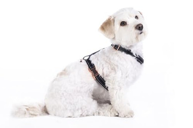 Produktbild von HKM ANAM Cara Hundegeschirr Schwarz/Rosegold S