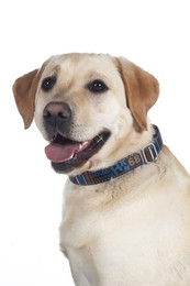 Produktbild von HKM ANAM Cara Hundehalsband Taupe/Goldgelb L