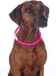 Produktbild von HKM LED Leuchthalsband für Hunde